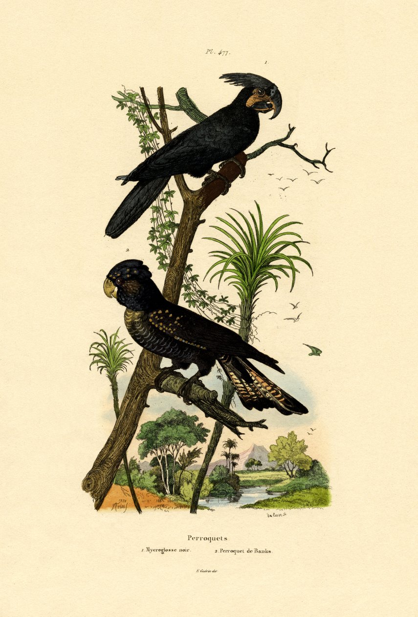 Kakadu černý palmový, 1833-39 od French School