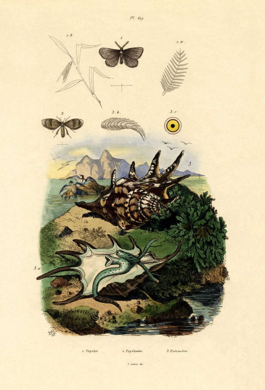 Bílá černostrakatá, 1833-39 od French School