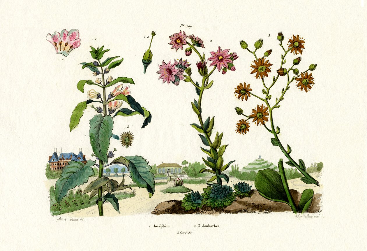 Krvavé kameny, 1833-39 od French School