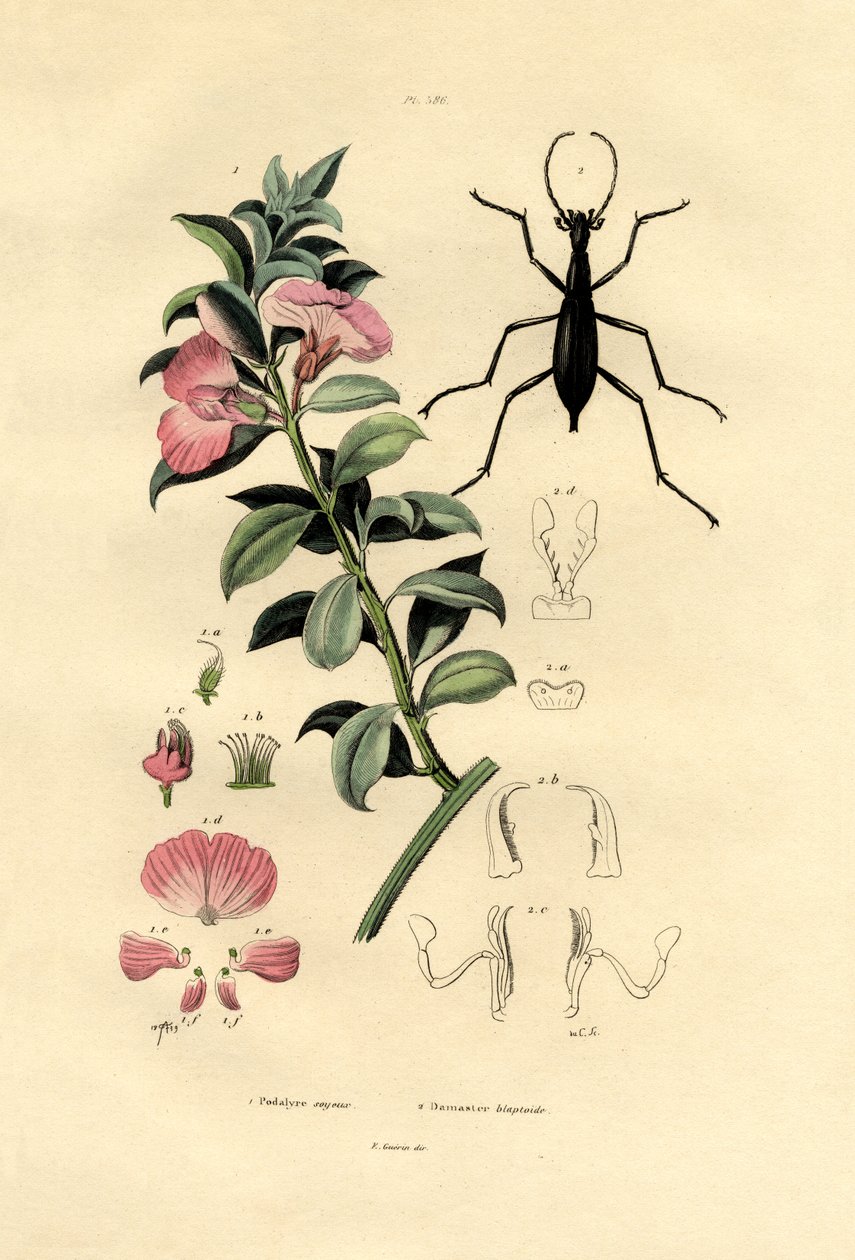 Modré divoké indigo, 1833-39 od French School