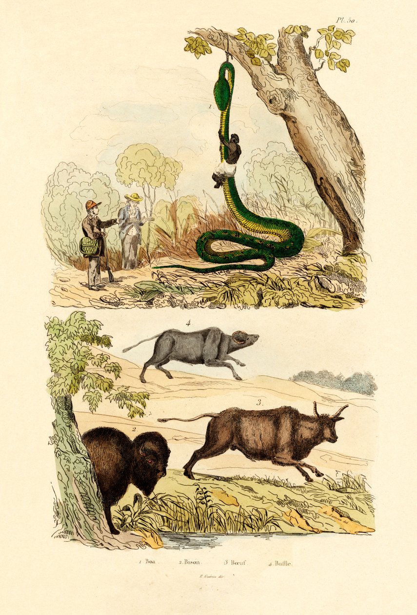 Boa, 1833-39 od French School