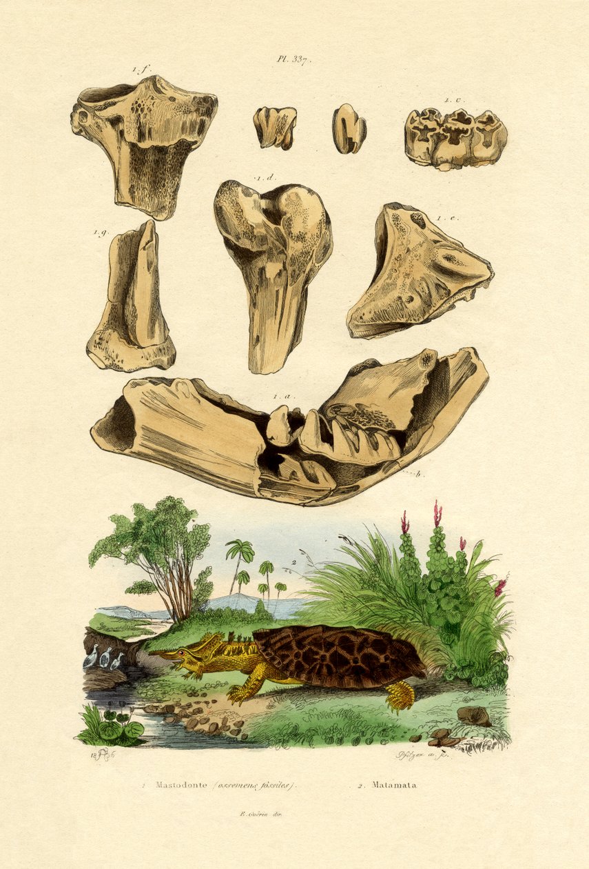 Fosilie kostí, 1833-39 od French School