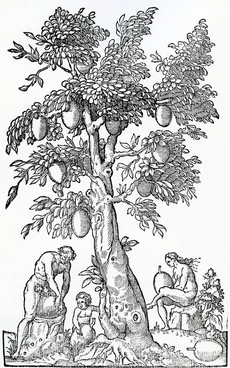Sklizeň chleba, ilustrace z Singularities of France Antarctica, Andre de Thevet, 1558 od French School