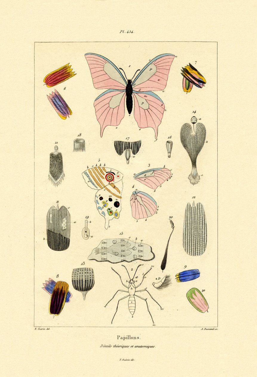 Motýli, 1833-39 od French School