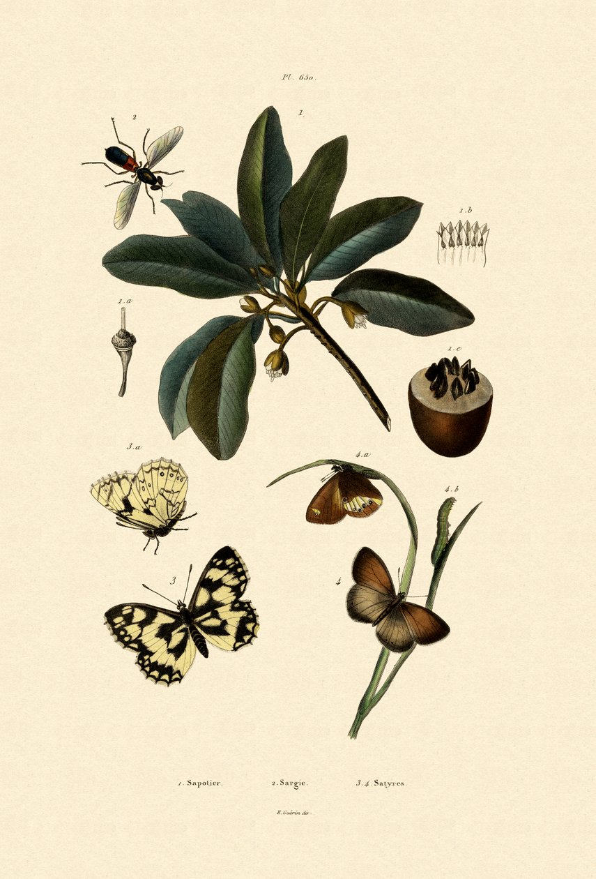 Motýl, 1833-39 od French School