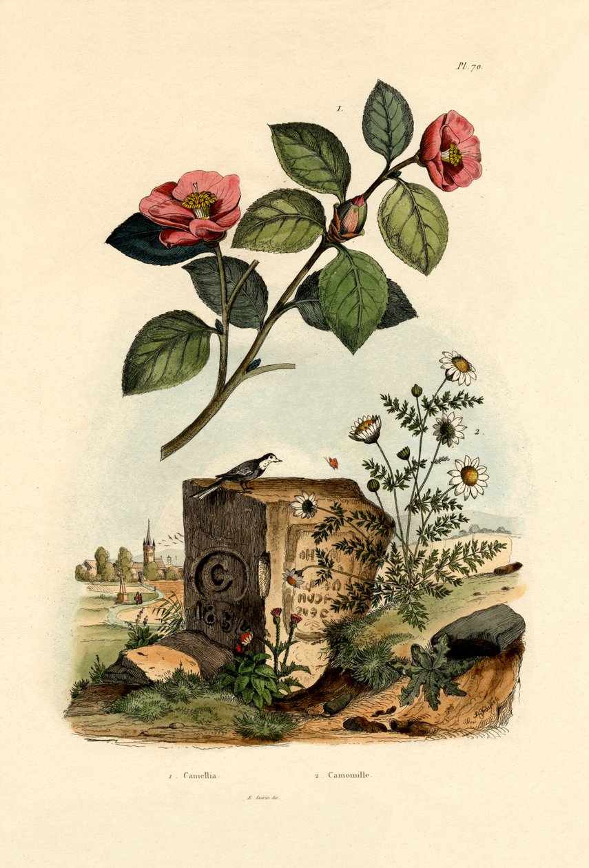 Kamélie, 1833-39 od French School