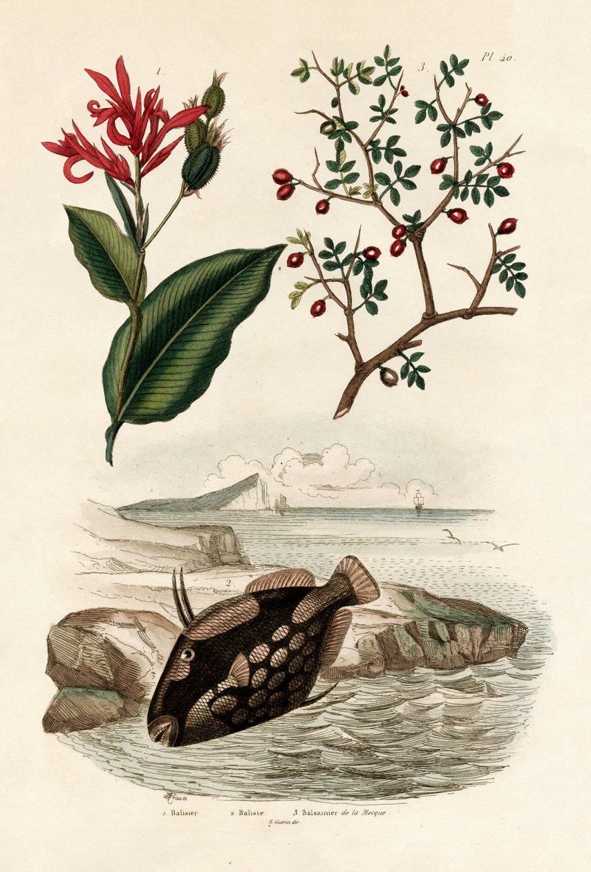 Canna, 1833-39 od French School