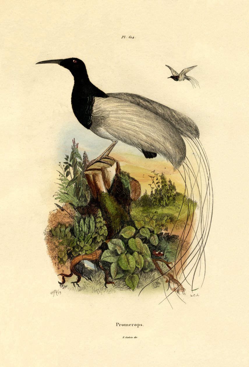 Cape sugarbird, 1833-39 od French School