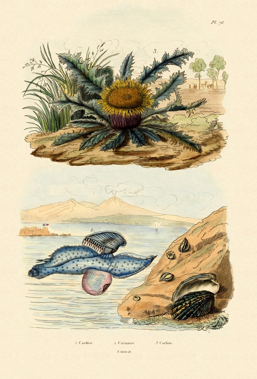 Cardita Shell, 1833-39 od French School