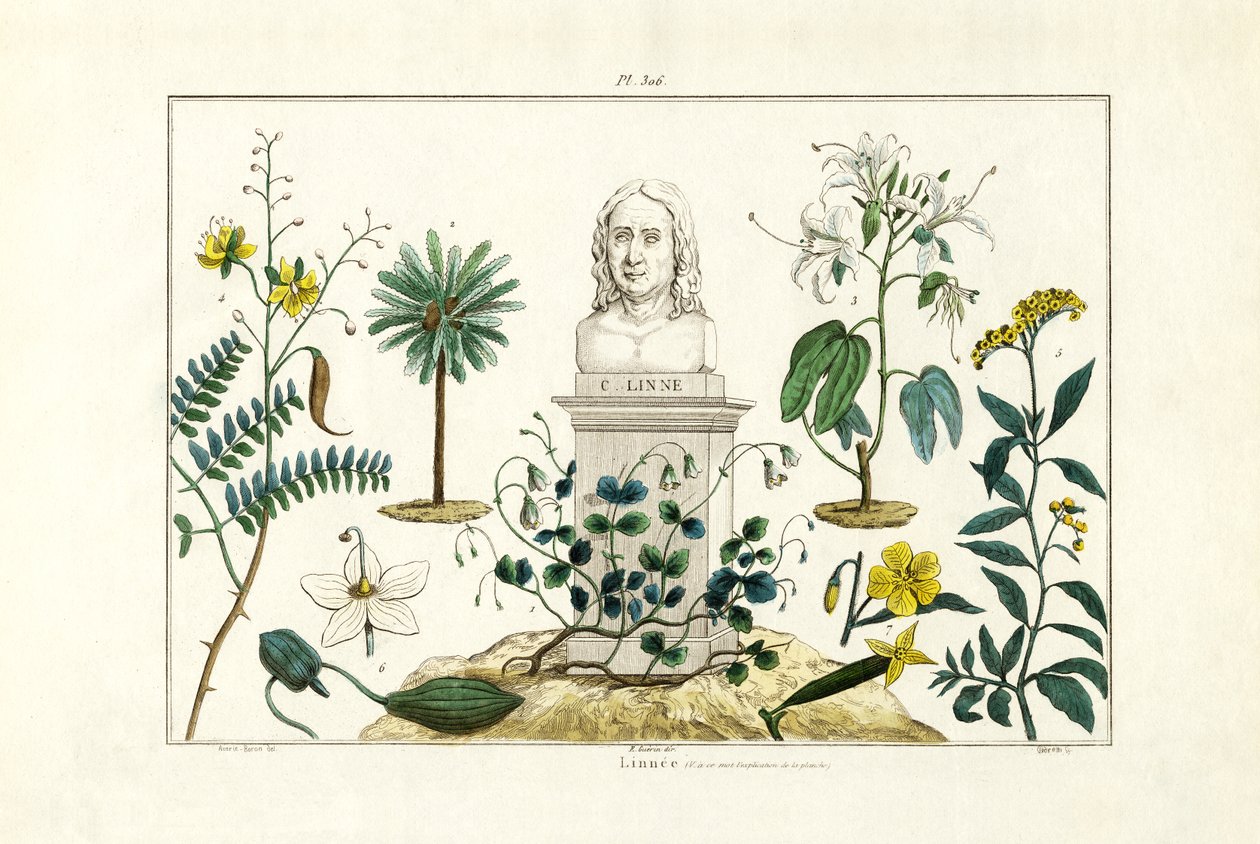 Carl von Linnée, 1833-39 od French School