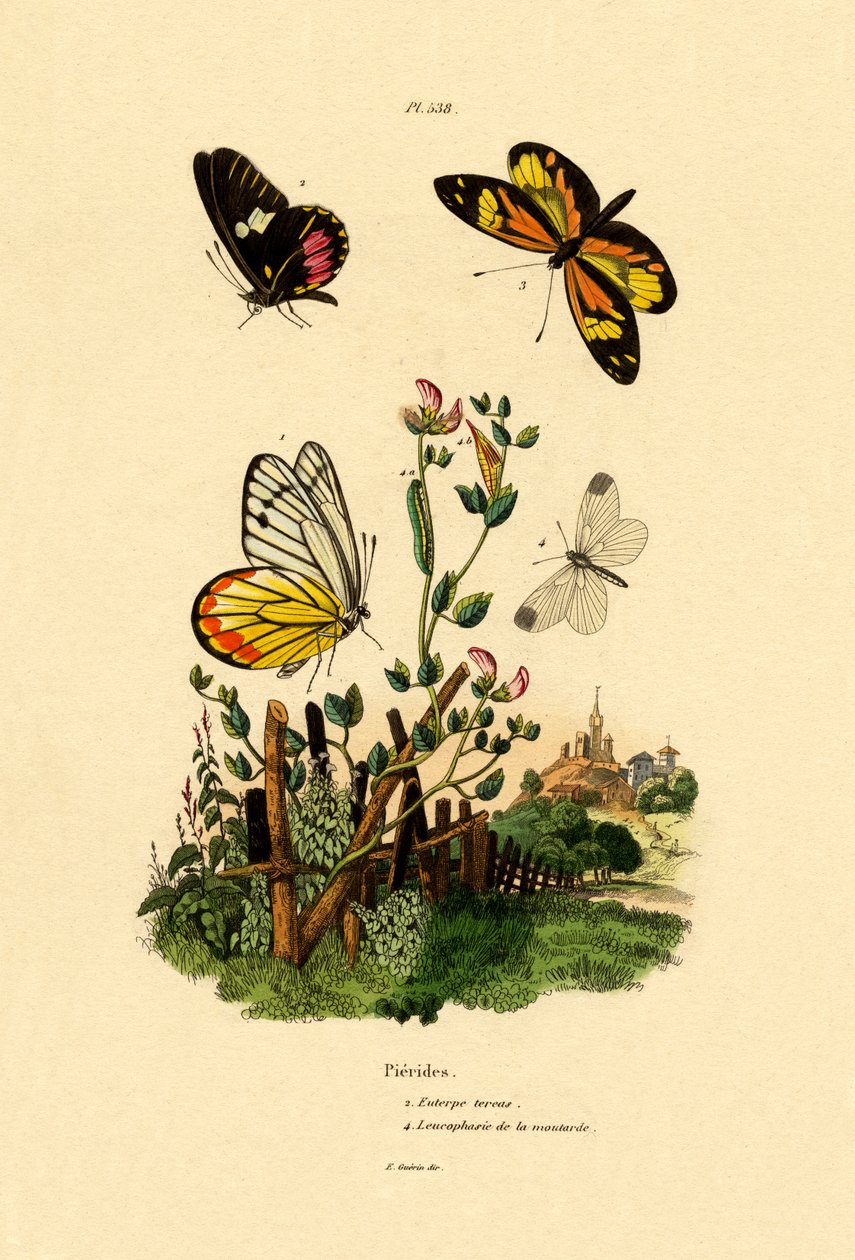 Cattleheart Mimic-White, 1833-39 od French School
