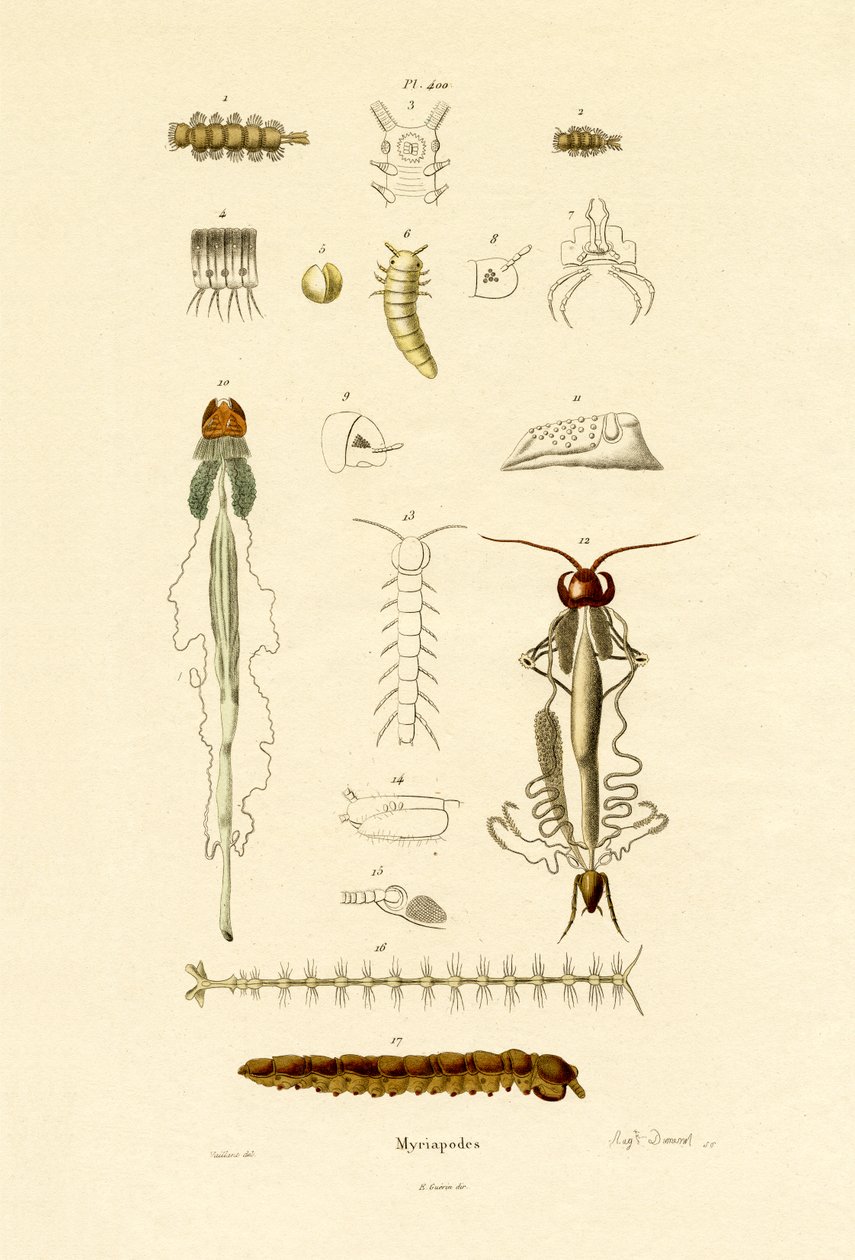 Stonožka, 1833-39 od French School