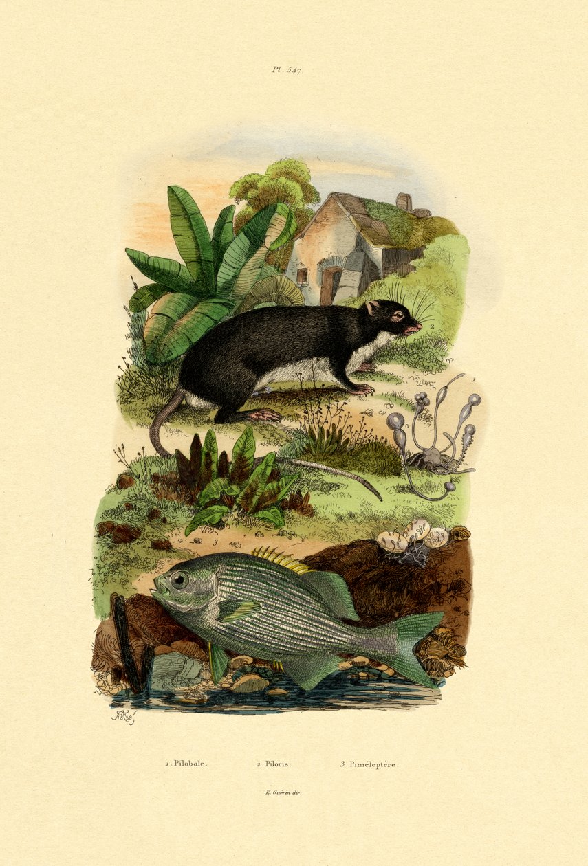 Chub, 1833-39 od French School