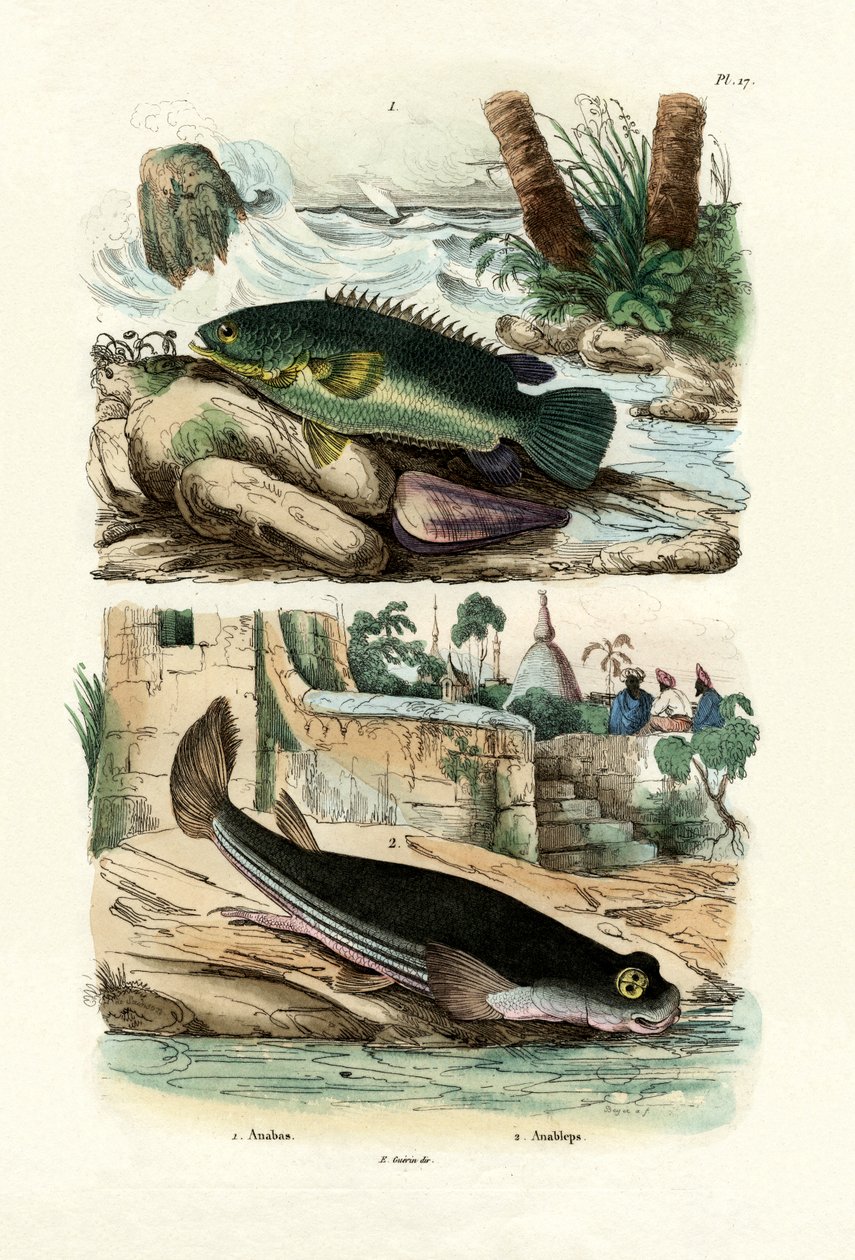 Lezení okoun, 1833-39 od French School