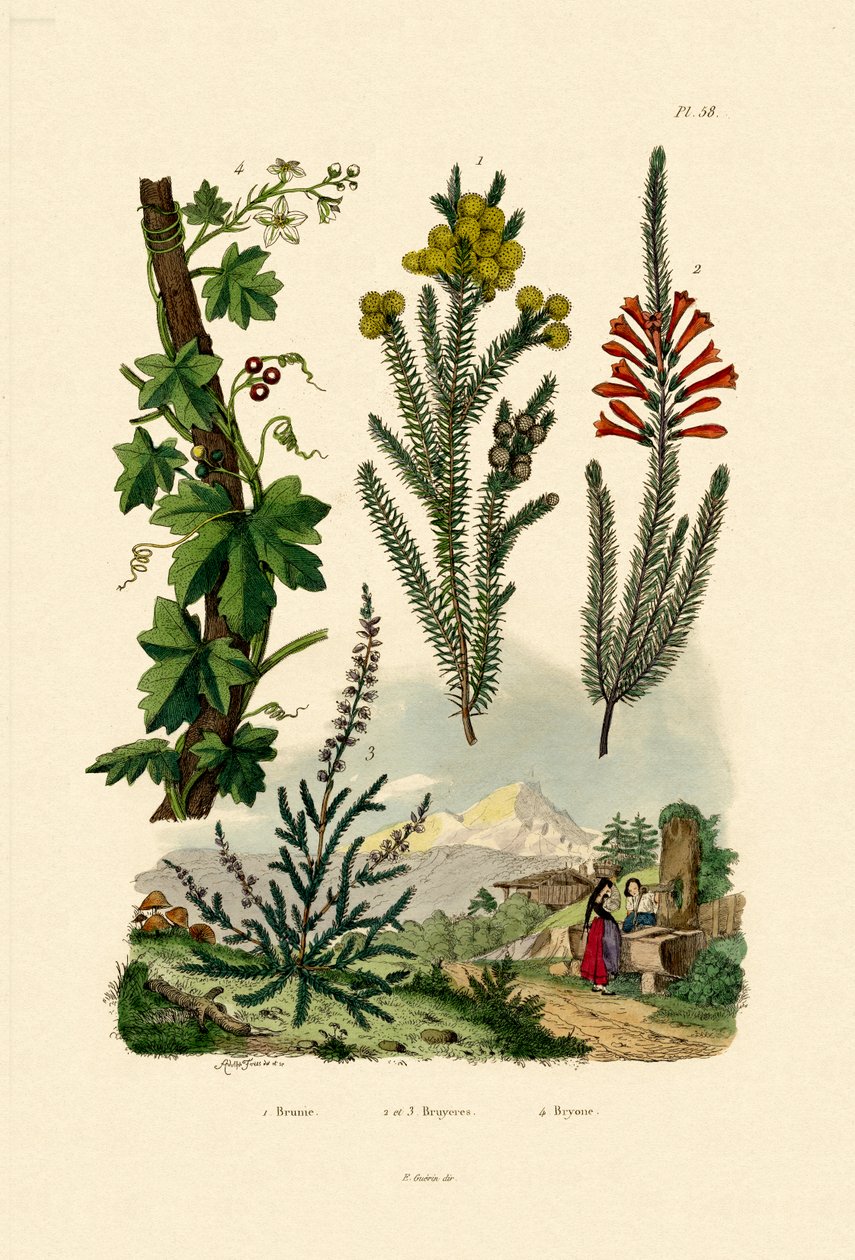 Kávový keř, 1833-39 od French School