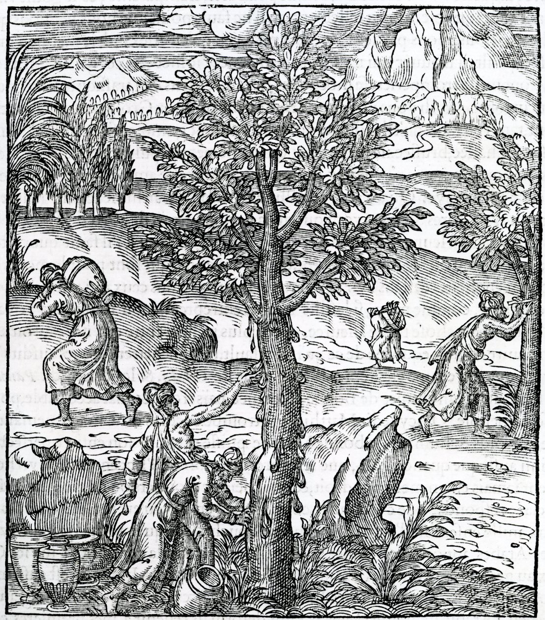 Sbírání kadidla z borovic, ilustrace z Cosmographie Universelle, Andre de Thevet, 1575 od French School