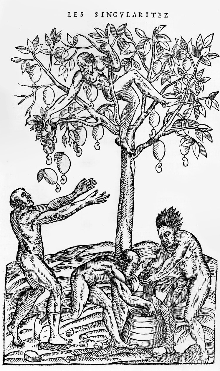 Sběr ořechů pro výrobu vína, ilustrace z Singularities of France Antarctica, Andre de Thevet, 1558 od French School