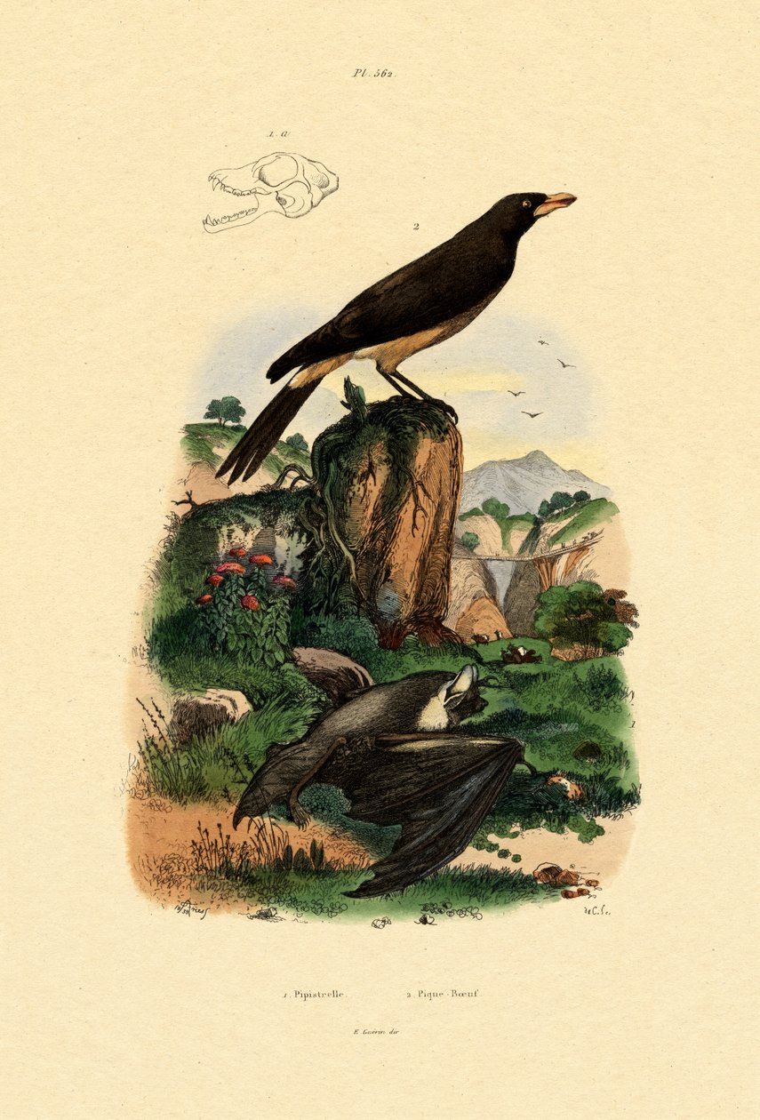 Pipistrelle obecná, 1833-39 od French School