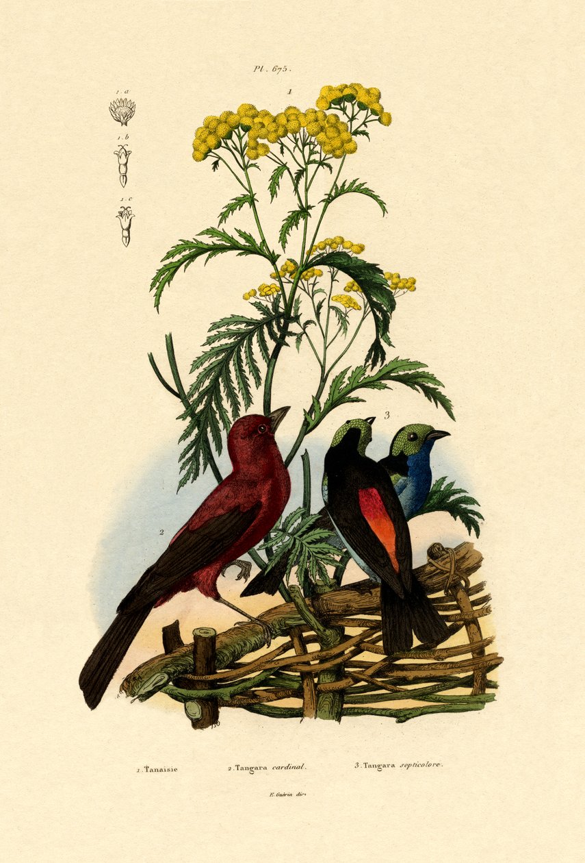 Tansy obecná, 1833-39 od French School
