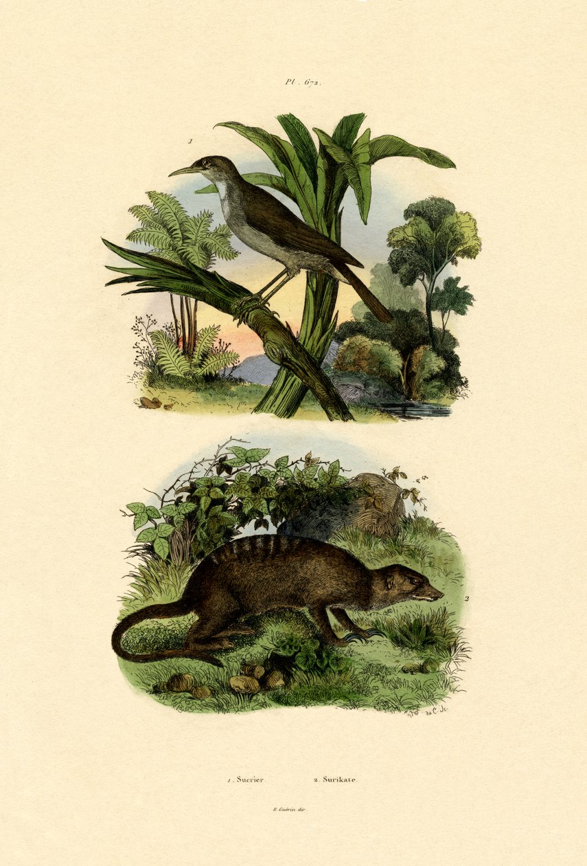 Conebill, 1833-39 od French School