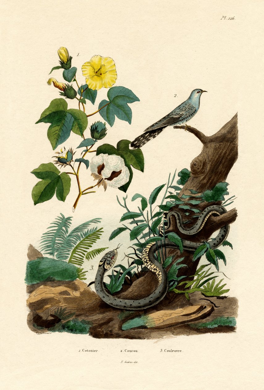Bavlna, 1833-39 od French School