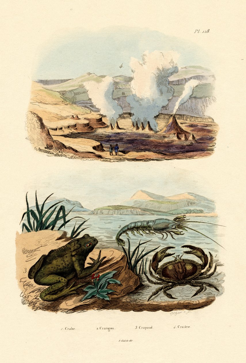 Krab, 1833-39 od French School