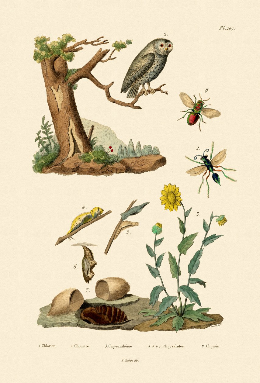 Lovec kriketu Wasp, 1833-39 od French School