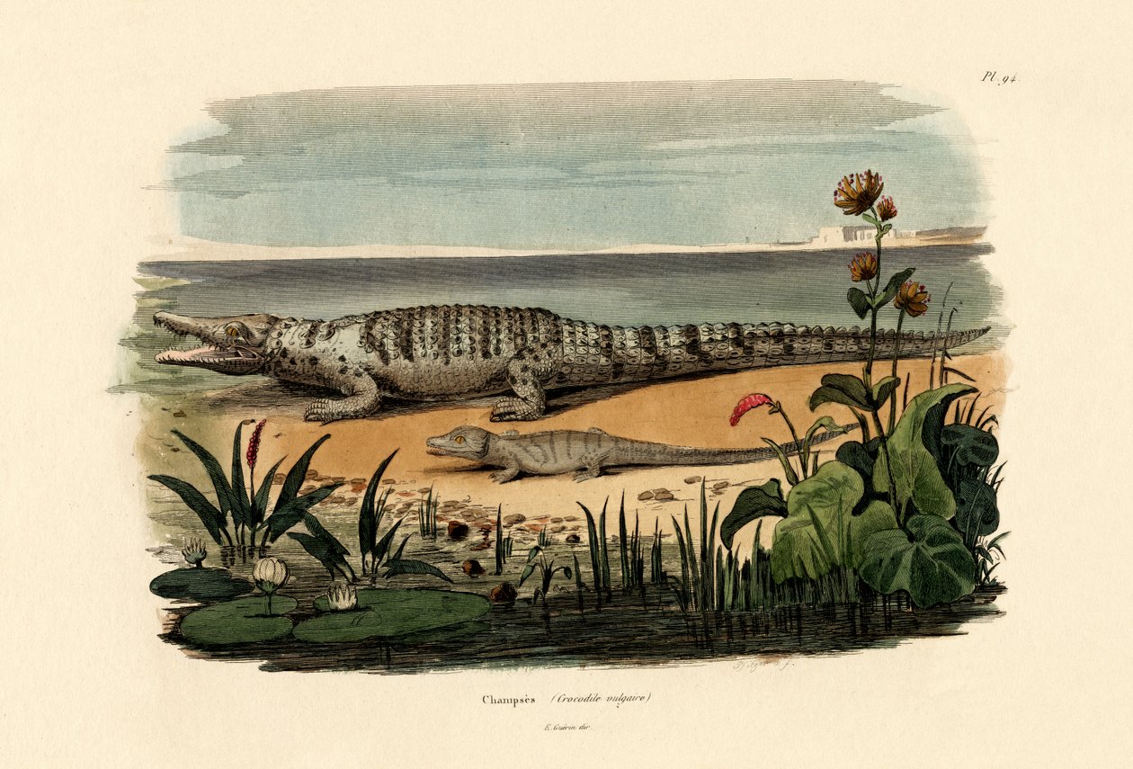 Krokodýli, 1833-39 od French School