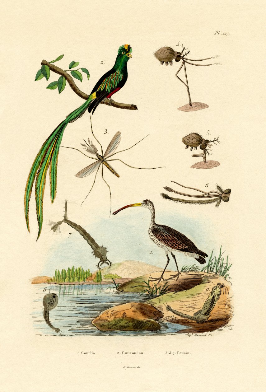 Curlew, 1833-39 od French School