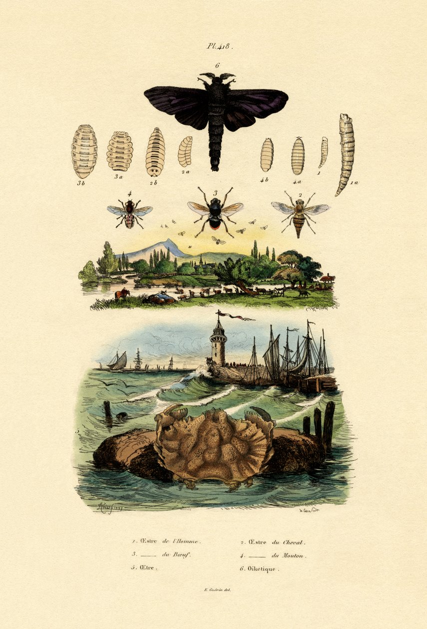 Dark Giant Horsfly, 1833-39 od French School