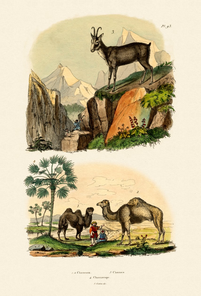 Dromedář, 1833-39 od French School