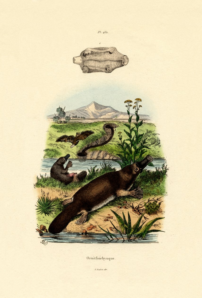 Platypus kachnozobý, 1833-39 od French School