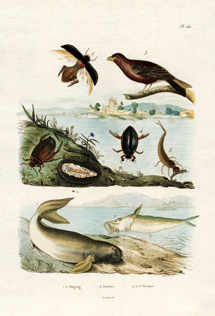 Dugong, 1833-39 od French School