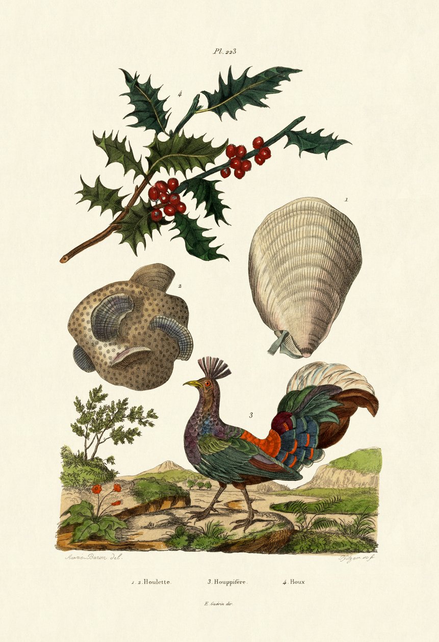Cesmína evropská, 1833-39 od French School