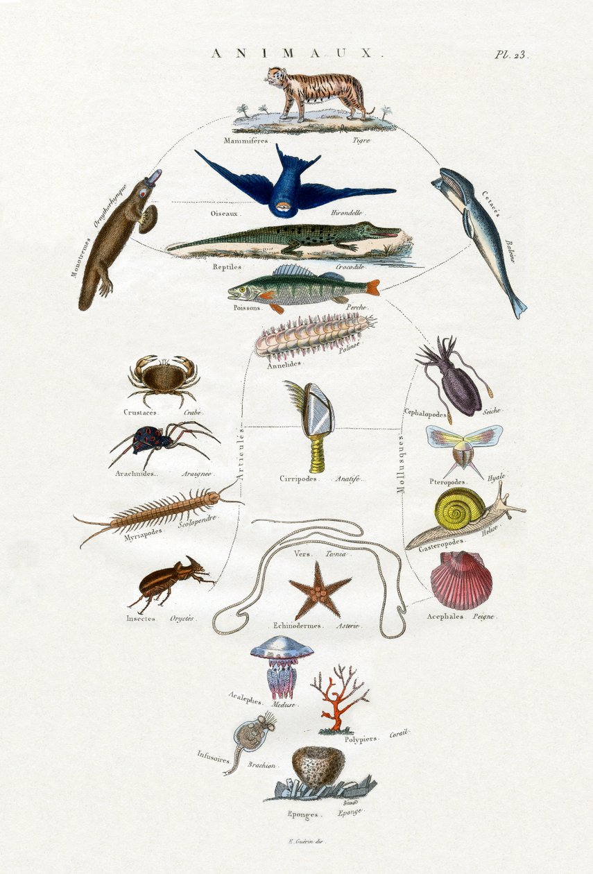Evoluce, 1833-39 od French School
