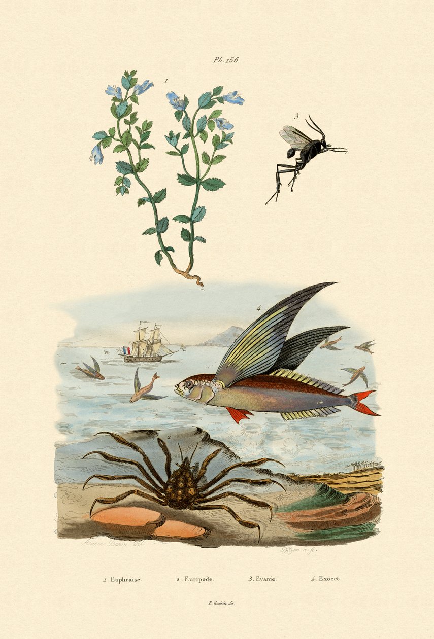 Eyebright, 1833-39 od French School
