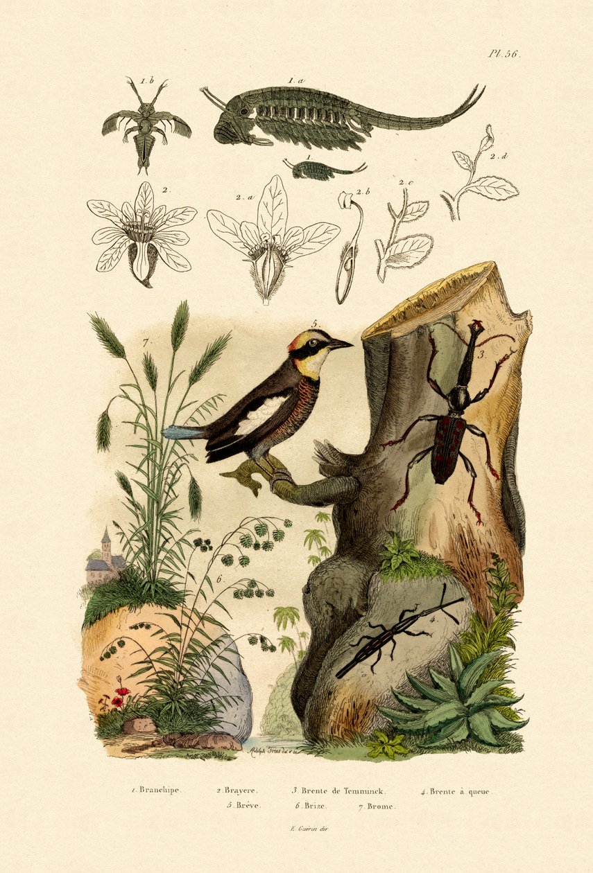 Fairy Shrimp, 1833-39 od French School