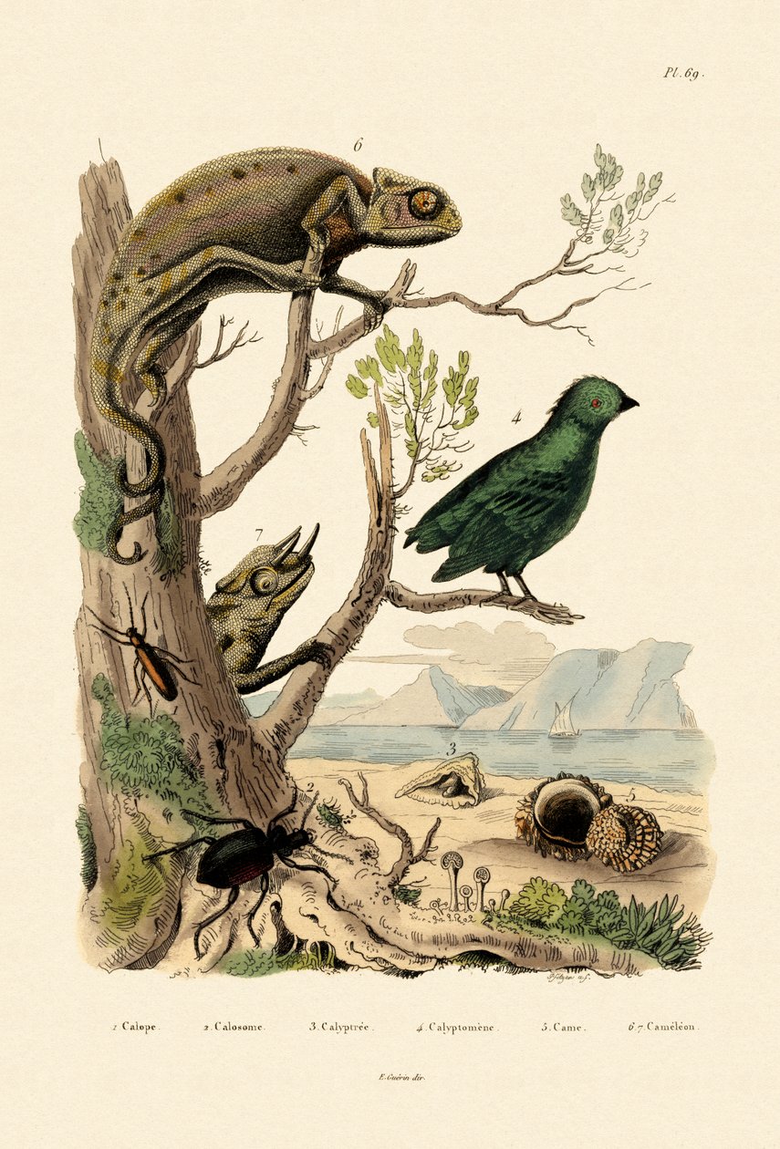 Falešný puchýřník, 1833-39 od French School