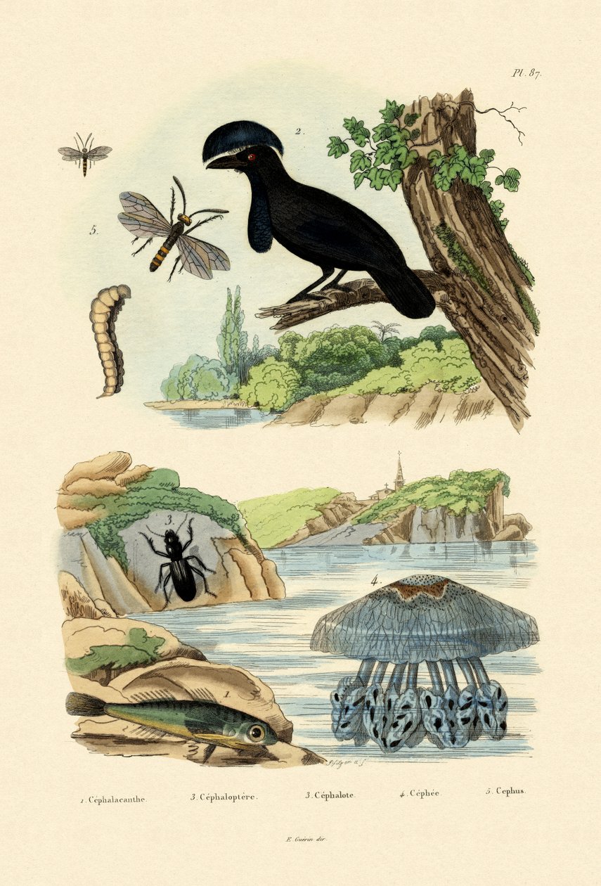 Flying Gurnard, 1833-39 od French School