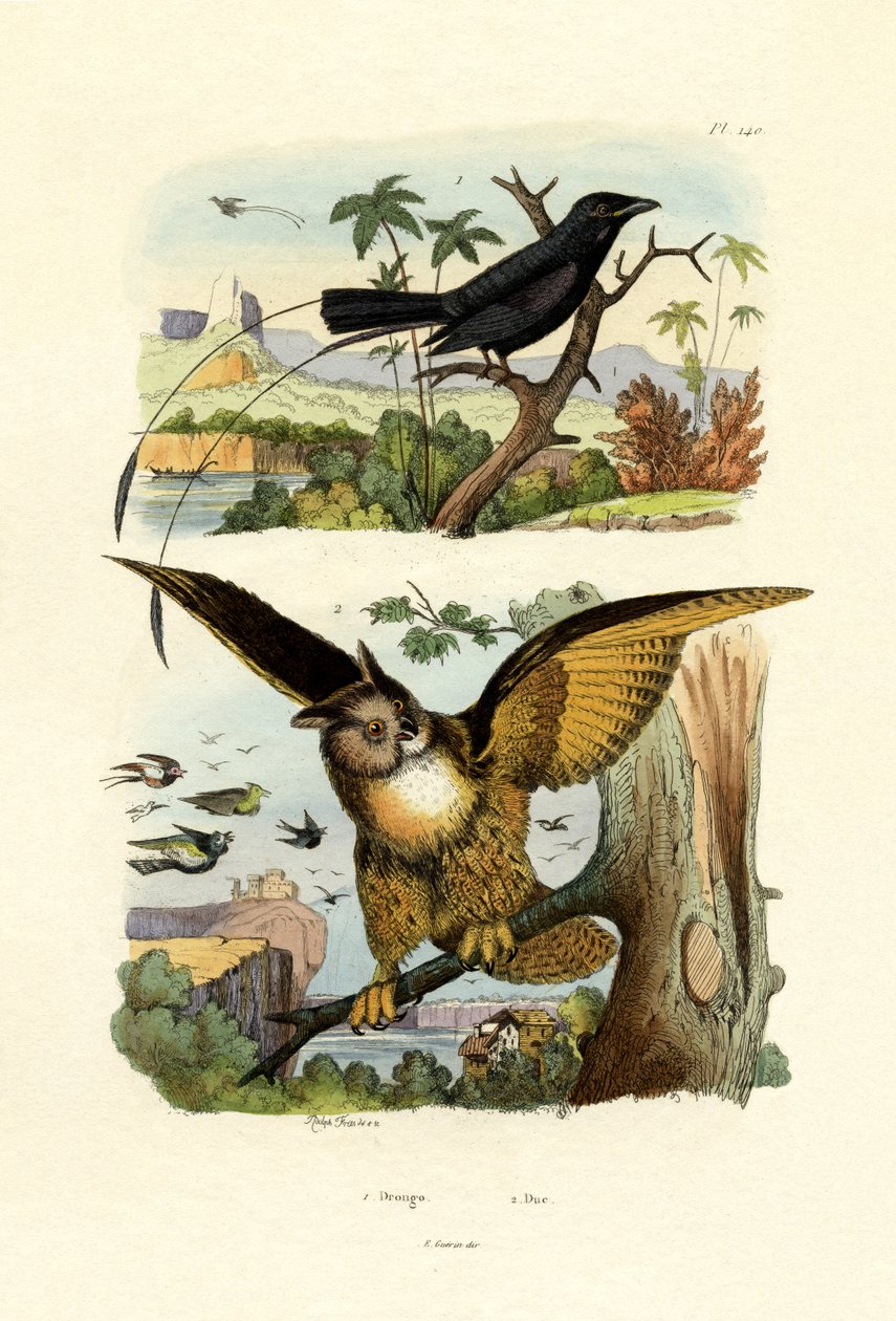 Vidlicoocasý Drongo, 1833-39 od French School