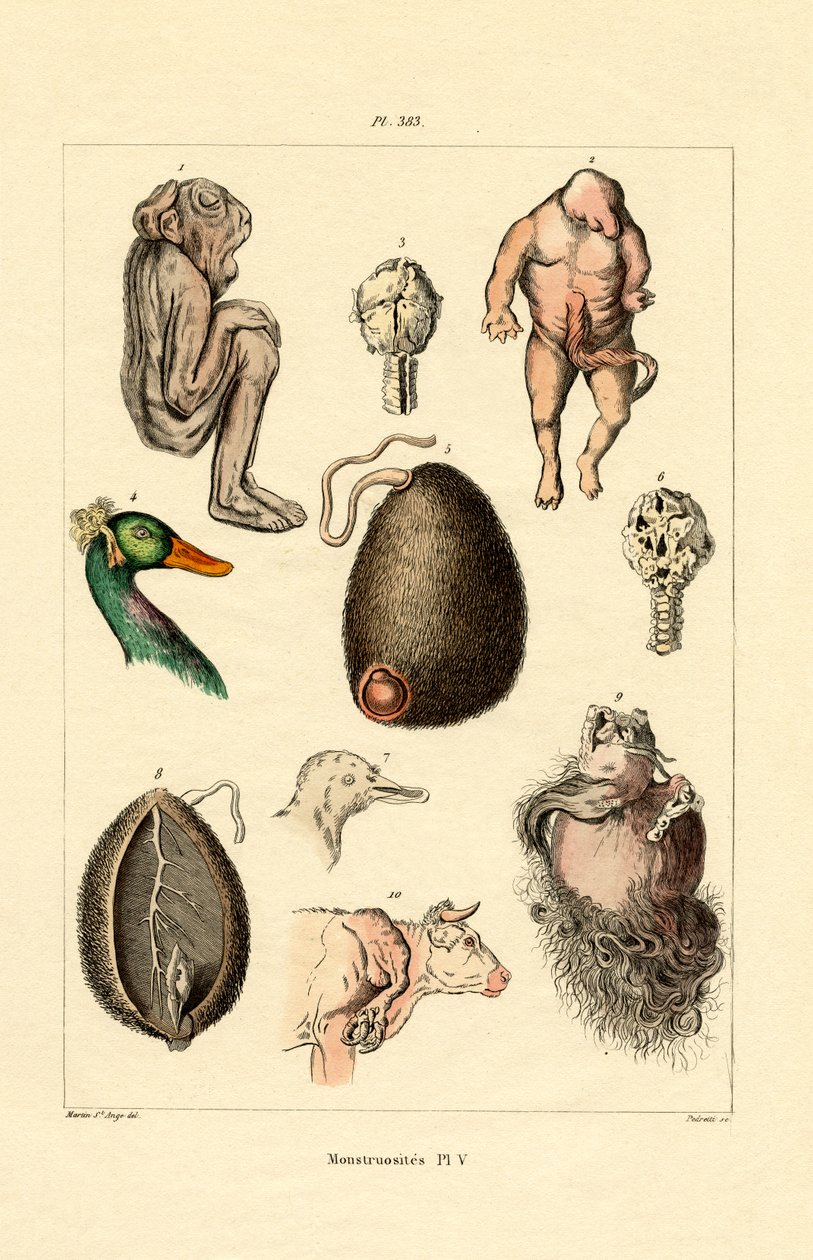 Freak, 1833-39 od French School