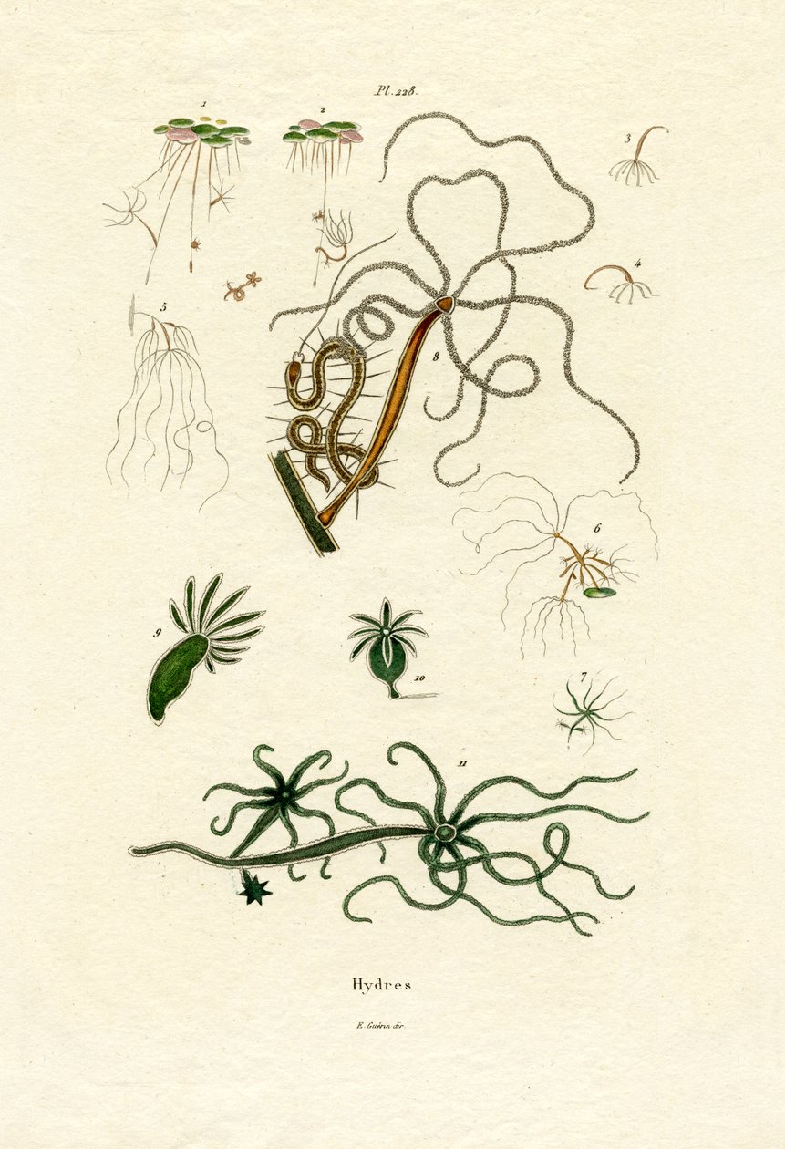 Sladkovodní polypy, 1833-39 od French School