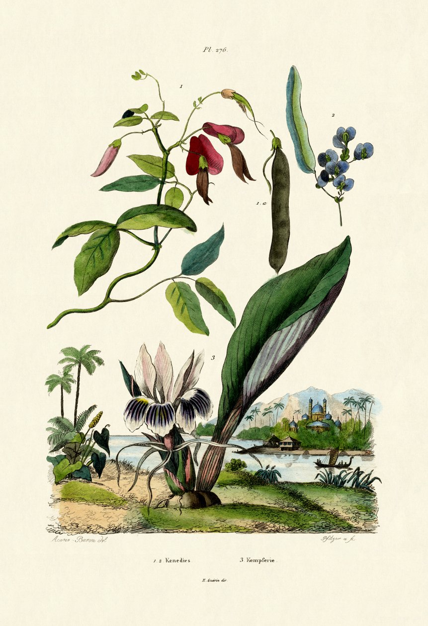 Galangal, 1833-39 od French School