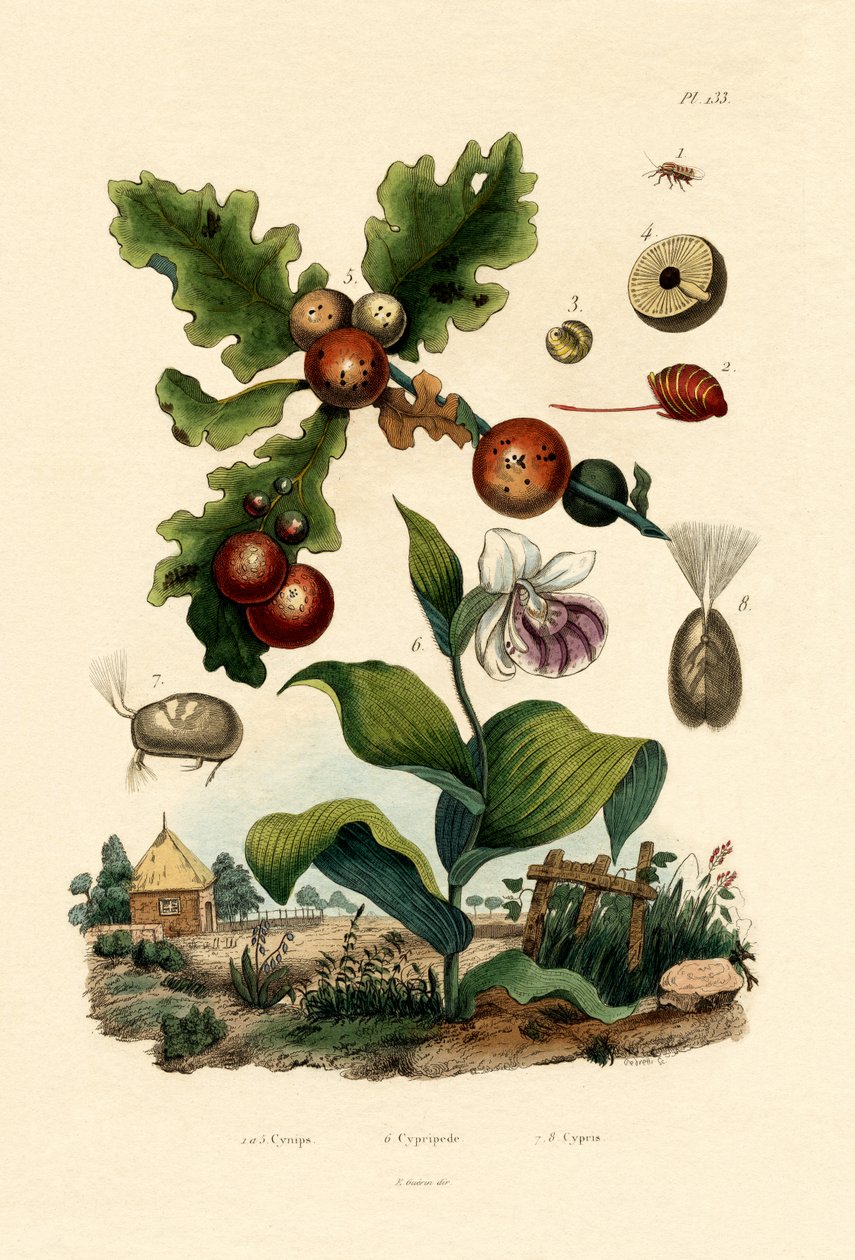 Gall vosa, 1833-39 od French School