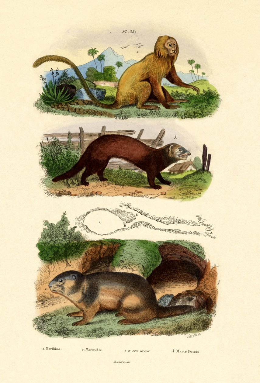 Geoffroys Tamarin, 1833-39 od French School