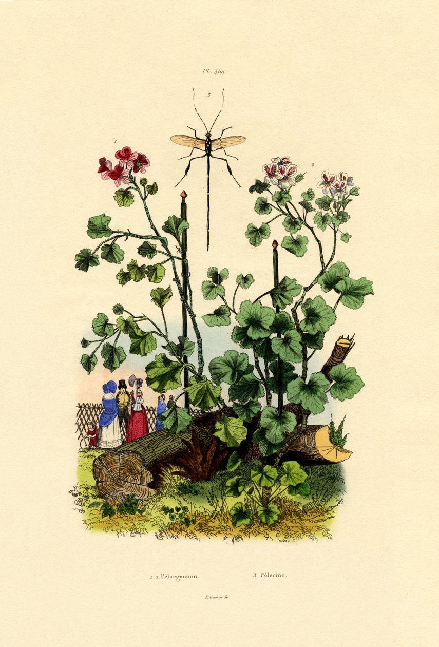 Geranium, 1833-39 od French School