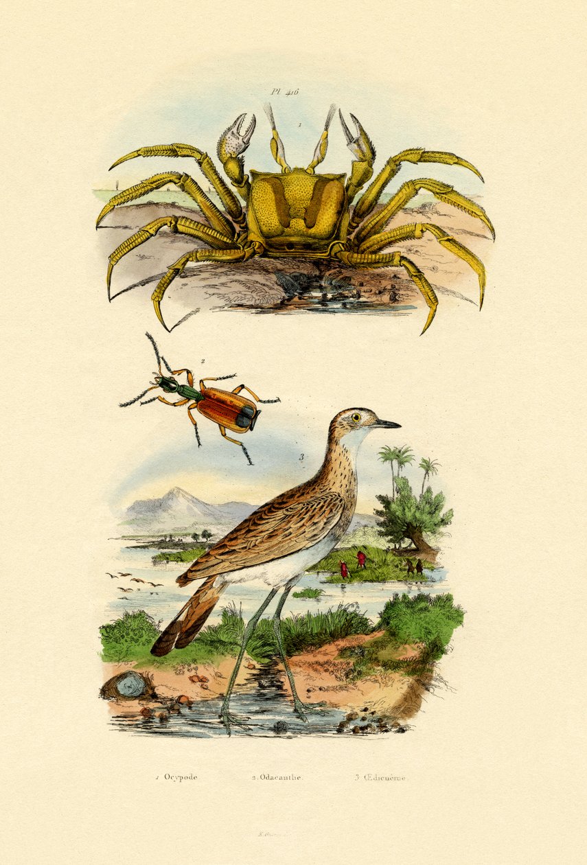 Ghost Crab, 1833-39 od French School