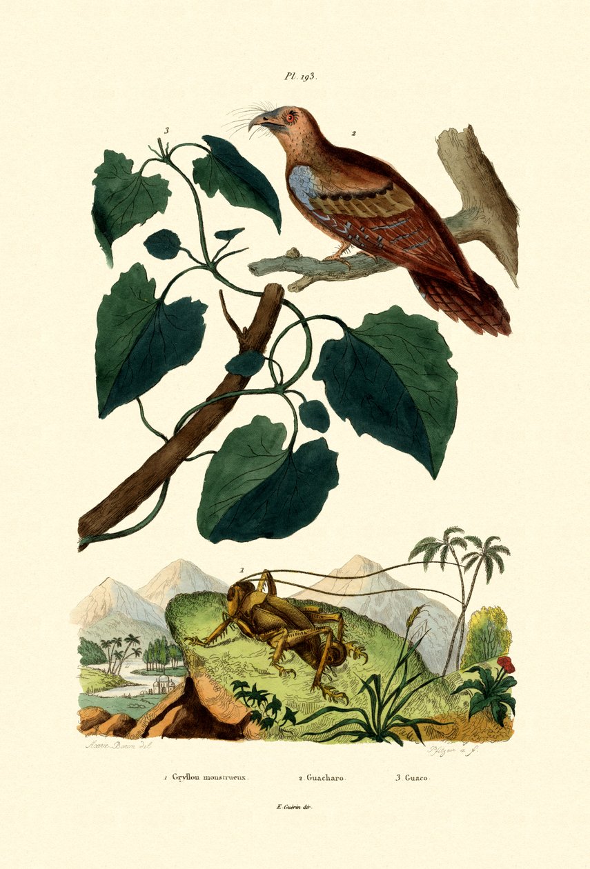 Obří kriket, 1833-39 od French School