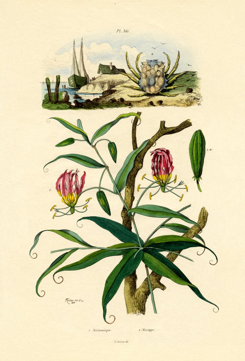 Gloriosa Lily, 1833-39 od French School
