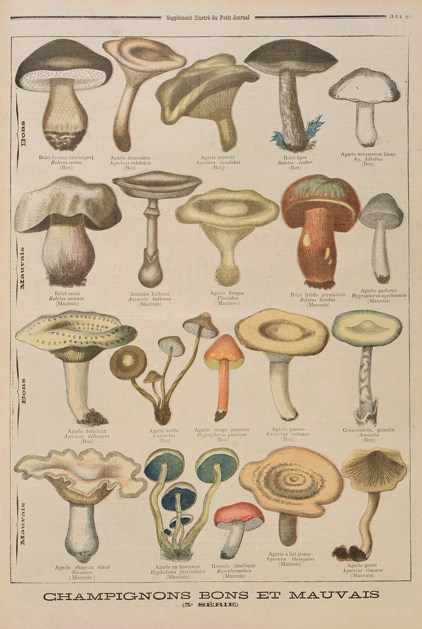 Dobré a špatné houby, ilustrace z ilustrované přílohy Le Petit Journal, 26. října 1896 od French School